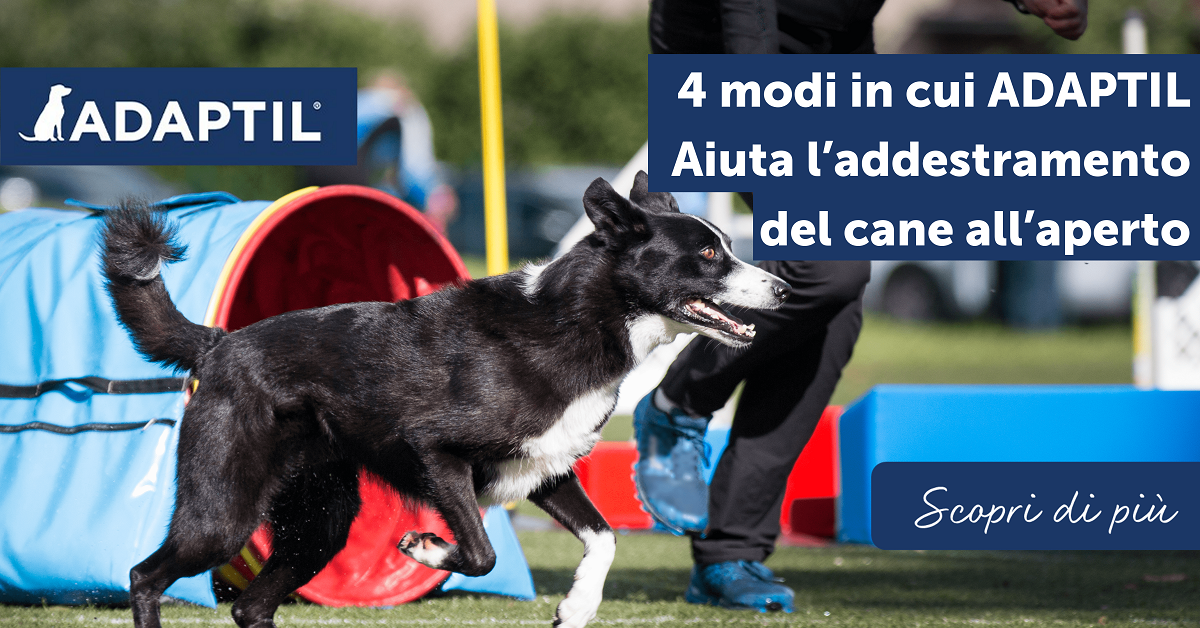4 modi in cui ADAPTIL aiuta l’addestramento del cane all’aperto